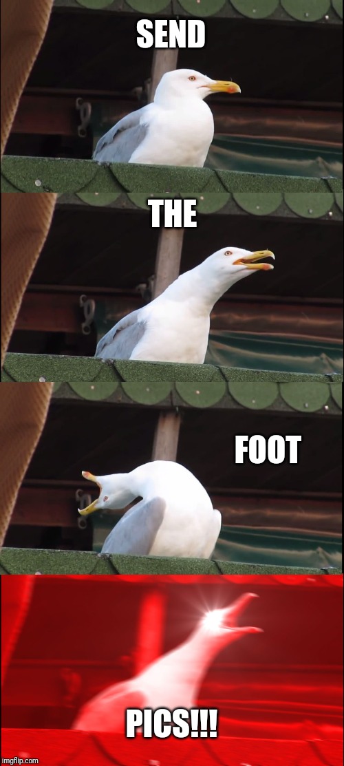 Inhaling Seagull | SEND; THE; FOOT; PICS!!! | image tagged in memes,inhaling seagull | made w/ Imgflip meme maker