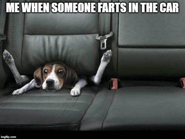 funny dog back seat | ME WHEN SOMEONE FARTS IN THE CAR | image tagged in funny dog back seat | made w/ Imgflip meme maker