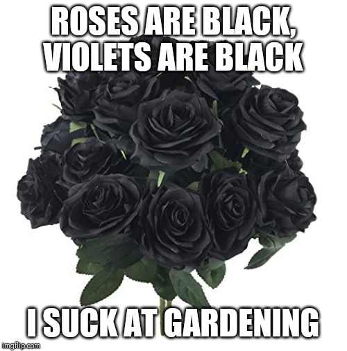  ROSES ARE BLACK, VIOLETS ARE BLACK; I SUCK AT GARDENING | image tagged in roses are red violets are are blue,roses,dad joke | made w/ Imgflip meme maker