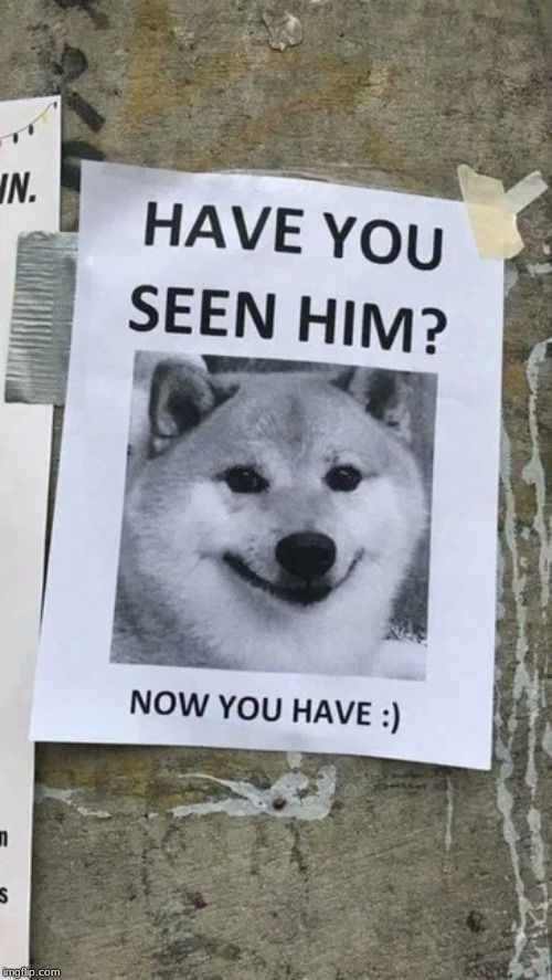 The most wholesome thing you will see all day | image tagged in wholesome,shiba inu,cute | made w/ Imgflip meme maker