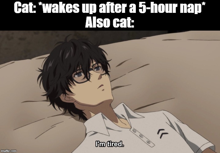 I'm tired | Cat: *wakes up after a 5-hour nap*
Also cat: | image tagged in i'm tired,mood,5,nap,happy hour,sleep | made w/ Imgflip meme maker