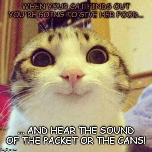 Every time! | WHEN YOUR CAT FINDS OUT YOU'RE GOING TO GIVE HER FOOD... ... AND HEAR THE SOUND OF THE PACKET OR THE CANS! | image tagged in memes,smiling cat,cat,cats,funny cats,funny cat memes | made w/ Imgflip meme maker