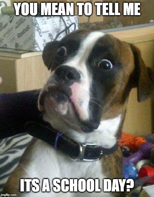 Surprised Dog | YOU MEAN TO TELL ME; ITS A SCHOOL DAY? | image tagged in surprised dog | made w/ Imgflip meme maker