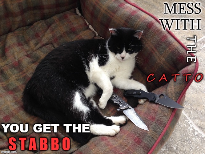 MESS WITH THE CATTO, YOU GET THE STABBO |  MESS
WITH; T H E; C A T T O; YOU GET THE; S T A B B O | image tagged in catto,stabbo,mess,memes,funny | made w/ Imgflip meme maker