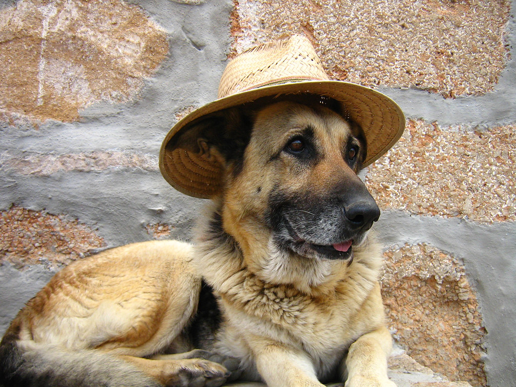 German Shepherd Cowboy Blank Meme Template