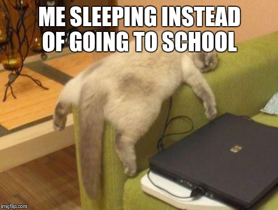 Cat sleeping | ME SLEEPING INSTEAD OF GOING TO SCHOOL | image tagged in cat sleeping | made w/ Imgflip meme maker