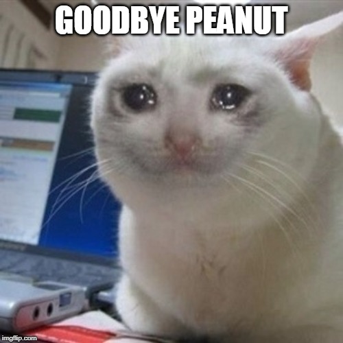 cryingcat | GOODBYE PEANUT | image tagged in cryingcat | made w/ Imgflip meme maker