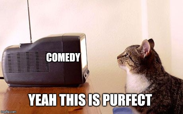 cat watching tv | COMEDY YEAH THIS IS PURFECT | image tagged in cat watching tv | made w/ Imgflip meme maker