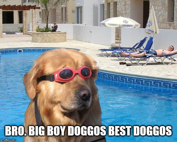 doggo | BRO. BIG BOY DOGGOS BEST DOGGOS | image tagged in doggo | made w/ Imgflip meme maker