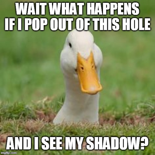 GROUNDHOG DAY DUCK | WAIT WHAT HAPPENS IF I POP OUT OF THIS HOLE; AND I SEE MY SHADOW? | image tagged in ducks,groundhog day | made w/ Imgflip meme maker