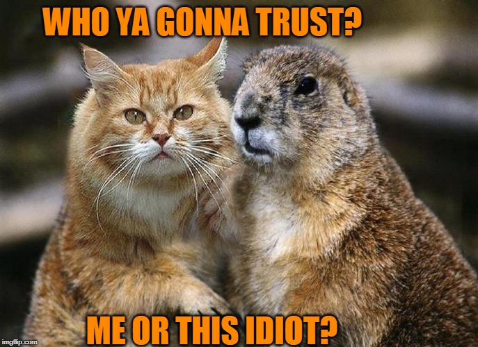 I TRUST THE CAT | WHO YA GONNA TRUST? ME OR THIS IDIOT? | image tagged in groundhog day,cats,groundhog,photoshop | made w/ Imgflip meme maker