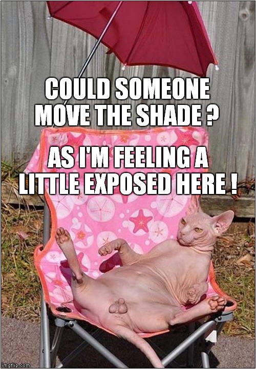 Self Confidant Hairless Cat | COULD SOMEONE MOVE THE SHADE ? AS I'M FEELING A LITTLE EXPOSED HERE ! | image tagged in fun,cats,hairless | made w/ Imgflip meme maker