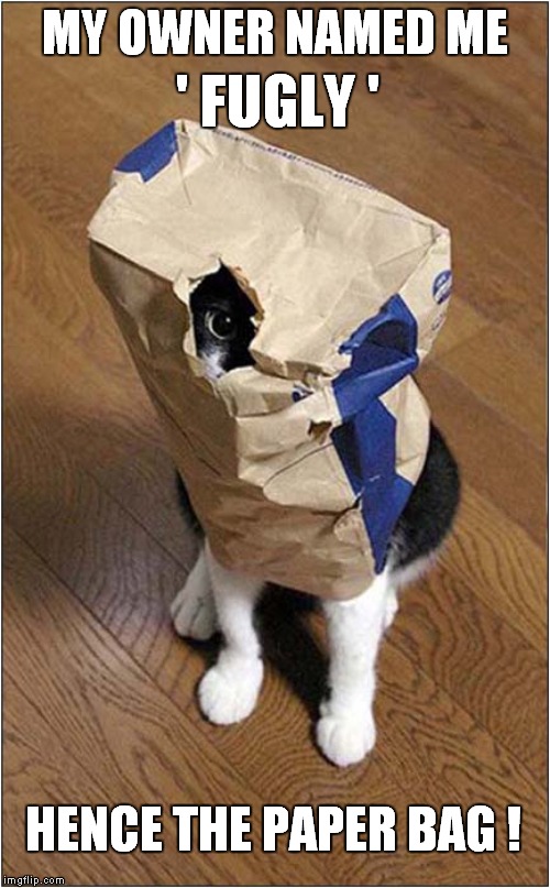 Fugly By Name - Fugly By Nature | MY OWNER NAMED ME; ' FUGLY '; HENCE THE PAPER BAG ! | image tagged in fun,cats,fugly | made w/ Imgflip meme maker