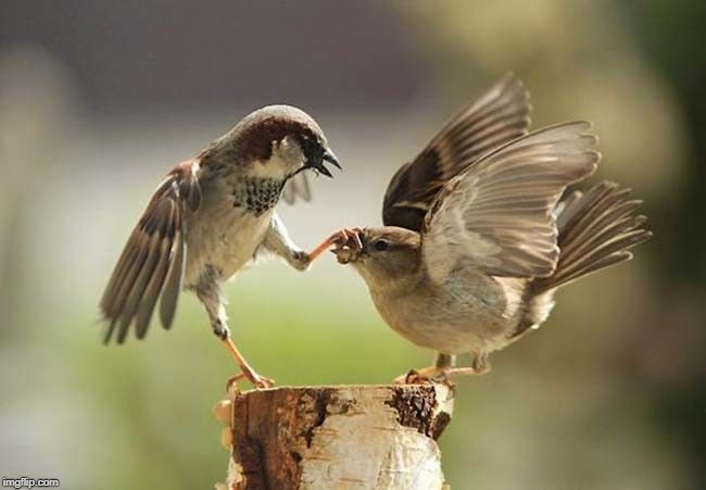 Birds shut up | image tagged in birds shut up | made w/ Imgflip meme maker