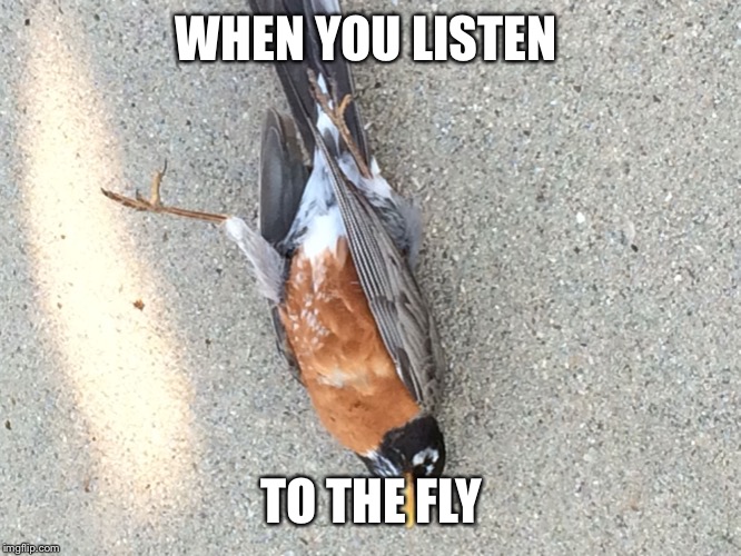 Dead Bird | WHEN YOU LISTEN TO THE FLY | image tagged in dead bird | made w/ Imgflip meme maker