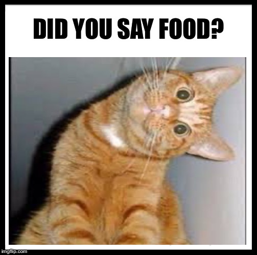 DID YOU SAY FOOD? | image tagged in cats | made w/ Imgflip meme maker