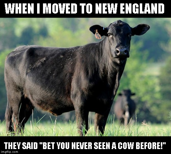 I replied bet you never been to Florida before (The term cowboy comes from Florida) | WHEN I MOVED TO NEW ENGLAND; THEY SAID "BET YOU NEVER SEEN A COW BEFORE!" | image tagged in true story | made w/ Imgflip meme maker