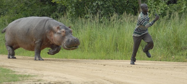 High Quality Hippo Chasing Man Blank Meme Template