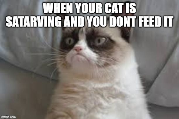 Grumpy cat | WHEN YOUR CAT IS SATARVING AND YOU DONT FEED IT | image tagged in grumpy cat | made w/ Imgflip meme maker