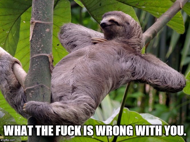 Lazy Sloth | WHAT THE F**K IS WRONG WITH YOU. | image tagged in lazy sloth | made w/ Imgflip meme maker