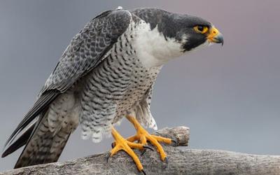 High Quality Angry Peregrine Falcon Blank Meme Template