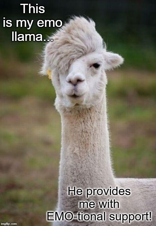 EMO-tional | This is my emo llama... He provides me with EMO-tional support! | image tagged in emo llama,emotions,emotional,support,animals,llama | made w/ Imgflip meme maker