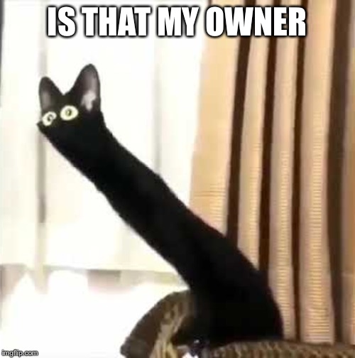 Long Neck Cat | IS THAT MY OWNER | image tagged in long neck cat | made w/ Imgflip meme maker