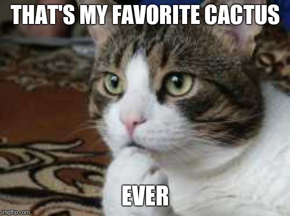 Ponder cat | THAT'S MY FAVORITE CACTUS EVER | image tagged in ponder cat | made w/ Imgflip meme maker