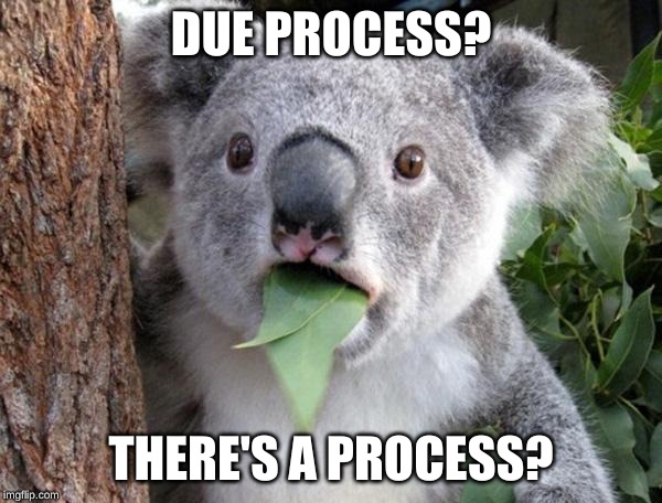 After falling on their faces in the impeachment sham Democrats Be Like....... | DUE PROCESS? THERE'S A PROCESS? | image tagged in suprised koala | made w/ Imgflip meme maker
