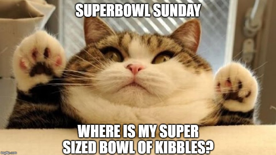 superbowl sunday | SUPERBOWL SUNDAY; WHERE IS MY SUPER SIZED BOWL OF KIBBLES? | image tagged in cat humor,superbowl | made w/ Imgflip meme maker