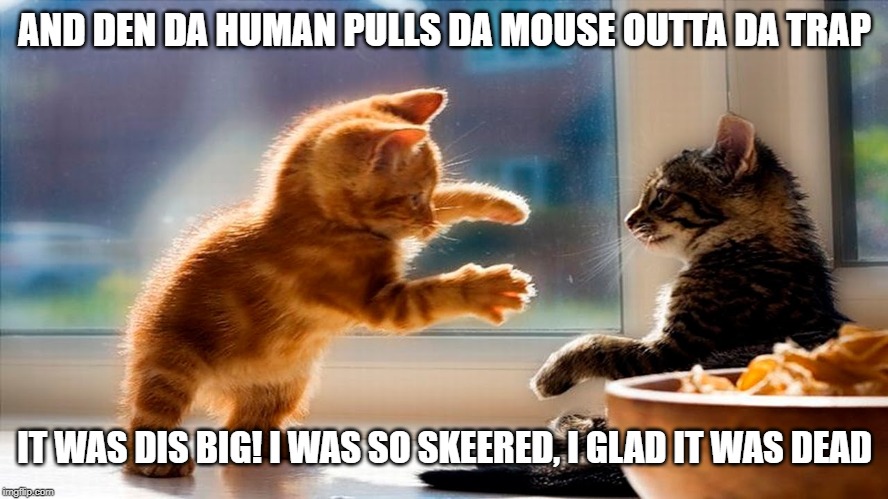 I was so skeered | AND DEN DA HUMAN PULLS DA MOUSE OUTTA DA TRAP; IT WAS DIS BIG! I WAS SO SKEERED, I GLAD IT WAS DEAD | image tagged in cat humor,scared cat | made w/ Imgflip meme maker
