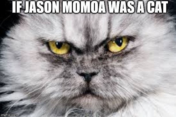 Jason Momoa's Cat | IF JASON MOMOA WAS A CAT | image tagged in cats,jason momoa,aquaman,funny cat memes | made w/ Imgflip meme maker