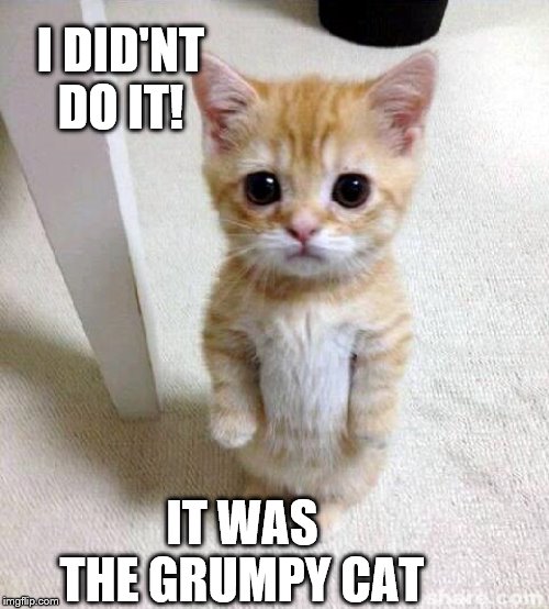 Cute Cat Meme | I DID'NT DO IT! IT WAS THE GRUMPY CAT | image tagged in memes,cute cat | made w/ Imgflip meme maker