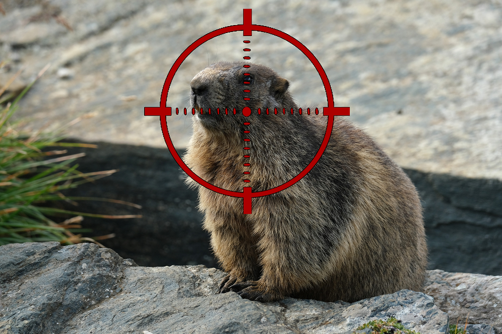 High Quality Groundhog in Crosshairs Blank Meme Template