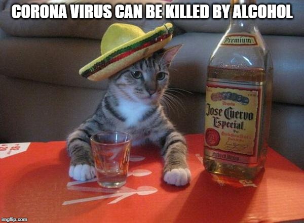alcohol cat | CORONA VIRUS CAN BE KILLED BY ALCOHOL | image tagged in alcohol cat | made w/ Imgflip meme maker