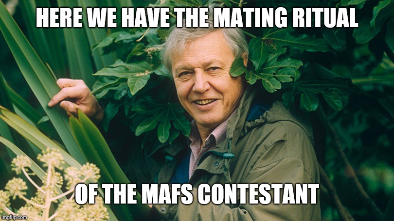 David Attenborough A life on Earth | HERE WE HAVE THE MATING RITUAL; OF THE MAFS CONTESTANT | image tagged in david attenborough a life on earth | made w/ Imgflip meme maker