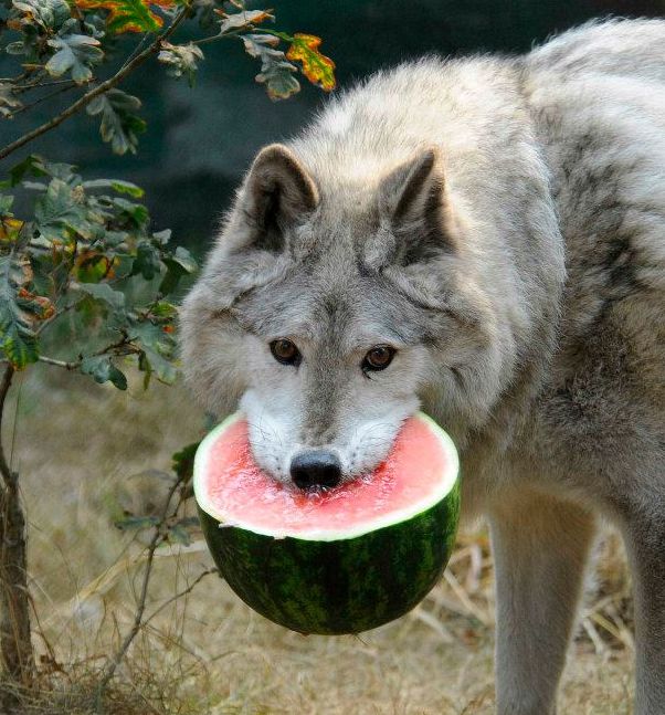 image tagged in animals,funny