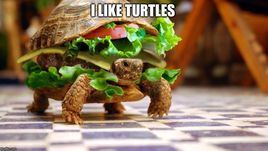 I like turtles | I LIKE TURTLES | image tagged in memes,funny memes | made w/ Imgflip meme maker