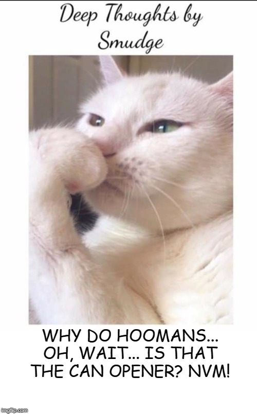Smudge | WHY DO HOOMANS... OH, WAIT... IS THAT THE CAN OPENER? NVM! | image tagged in smudge | made w/ Imgflip meme maker