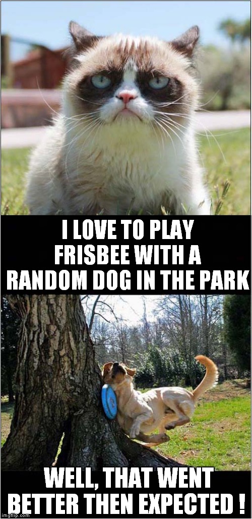 Grumpys Fun In The Park | I LOVE TO PLAY FRISBEE WITH A RANDOM DOG IN THE PARK; WELL, THAT WENT BETTER THEN EXPECTED ! | image tagged in fun,grumpy cat,frisbee,dog | made w/ Imgflip meme maker