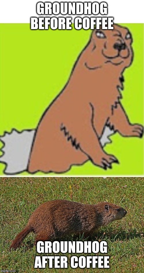 Groundhog | GROUNDHOG BEFORE COFFEE; GROUNDHOG AFTER COFFEE | image tagged in groundhog day | made w/ Imgflip meme maker