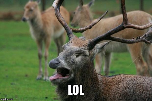 Disgusted Deer | LOL | image tagged in disgusted deer | made w/ Imgflip meme maker