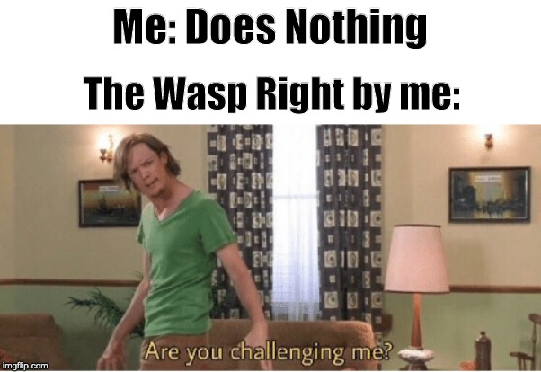 are you challenging me | Me: Does Nothing; The Wasp Right by me: | image tagged in are you challenging me | made w/ Imgflip meme maker