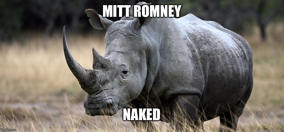 rhino | MITT ROMNEY; NAKED | image tagged in rhino | made w/ Imgflip meme maker