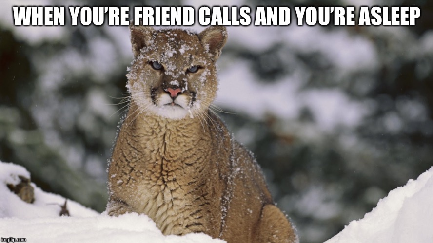 WHEN YOU’RE FRIEND CALLS AND YOU’RE ASLEEP | image tagged in sleepy cat | made w/ Imgflip meme maker