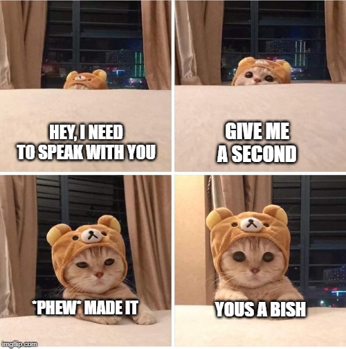 short cat kitten climb up | GIVE ME A SECOND; HEY, I NEED TO SPEAK WITH YOU; *PHEW* MADE IT; YOUS A BISH | image tagged in cat kitten climb up,cat,kitten,cat hat | made w/ Imgflip meme maker