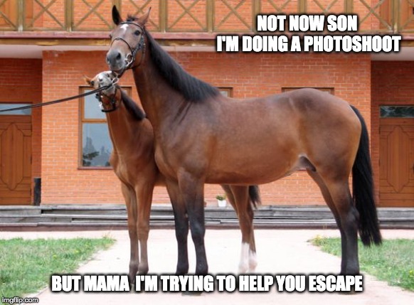 Horse Photoshoot | NOT NOW SON  I'M DOING A PHOTOSHOOT; BUT MAMA  I'M TRYING TO HELP YOU ESCAPE | image tagged in horse,photoshoot,escape | made w/ Imgflip meme maker