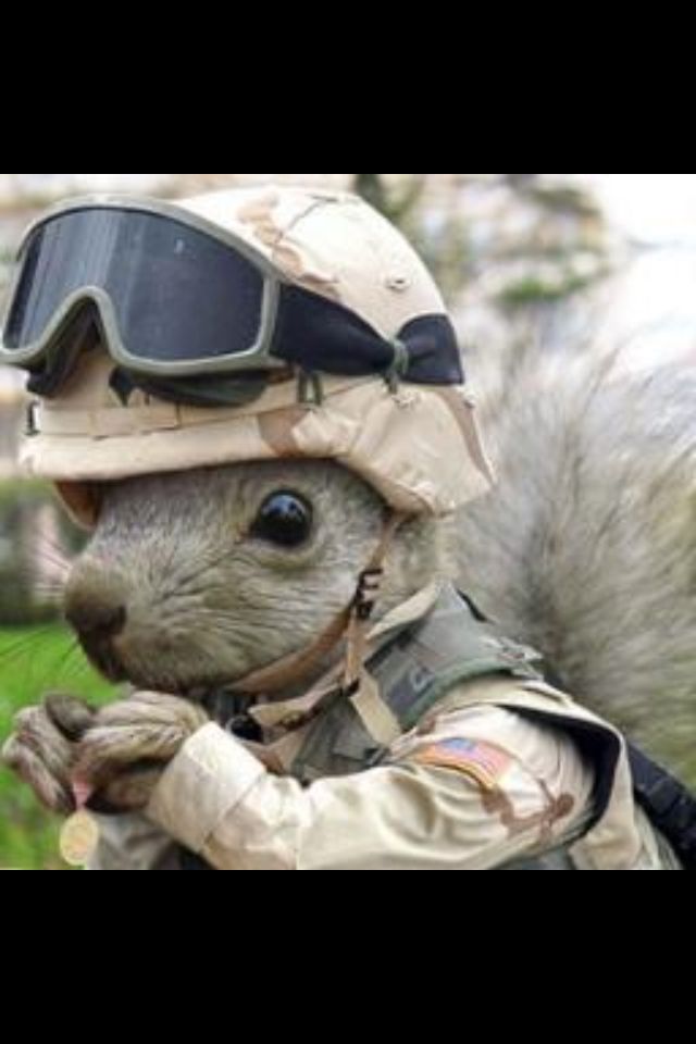 High Quality Squirrel Soldier Blank Meme Template