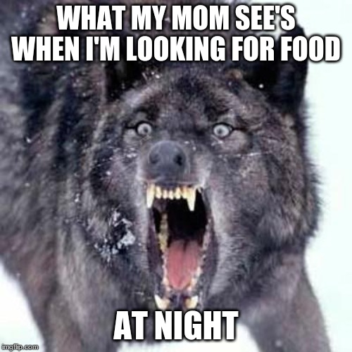 Angry Wolf |  WHAT MY MOM SEE'S WHEN I'M LOOKING FOR FOOD; AT NIGHT | image tagged in angry wolf | made w/ Imgflip meme maker