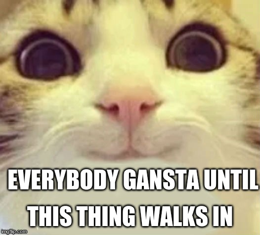 CAT | EVERYBODY GANSTA UNTIL; THIS THING WALKS IN | image tagged in cat,memes | made w/ Imgflip meme maker